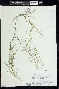 Potamogeton foliosus subsp. foliosus image