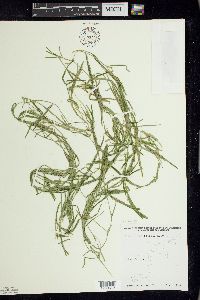 Potamogeton friesii image