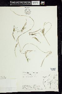 Potamogeton friesii image