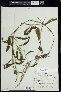 Potamogeton illinoensis image