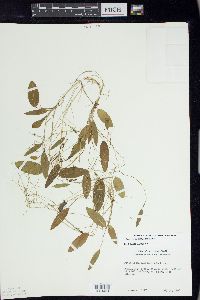 Potamogeton oakesianus image