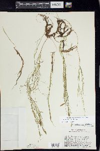 Potamogeton oakesianus image