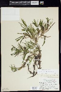 Potamogeton obtusifolius image
