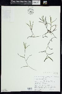 Potamogeton berchtoldii image