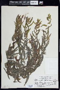 Potamogeton richardsonii image
