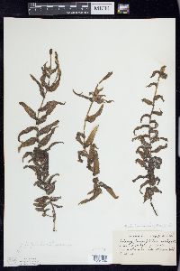 Potamogeton richardsonii image