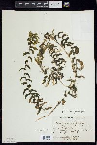 Potamogeton richardsonii image