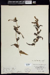 Potamogeton richardsonii image