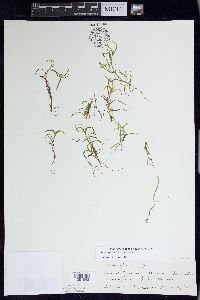 Potamogeton spirillus image