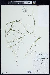 Potamogeton strictifolius image