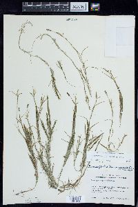 Potamogeton strictifolius image