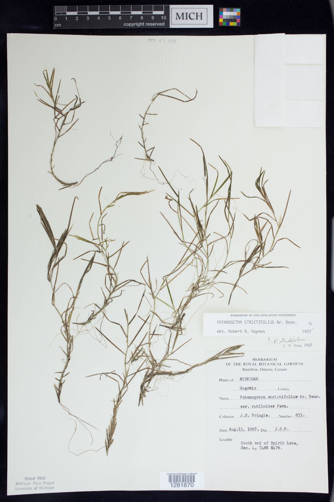 Potamogeton strictifolius image