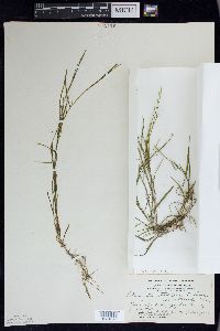 Potamogeton strictifolius var. rutiloides image