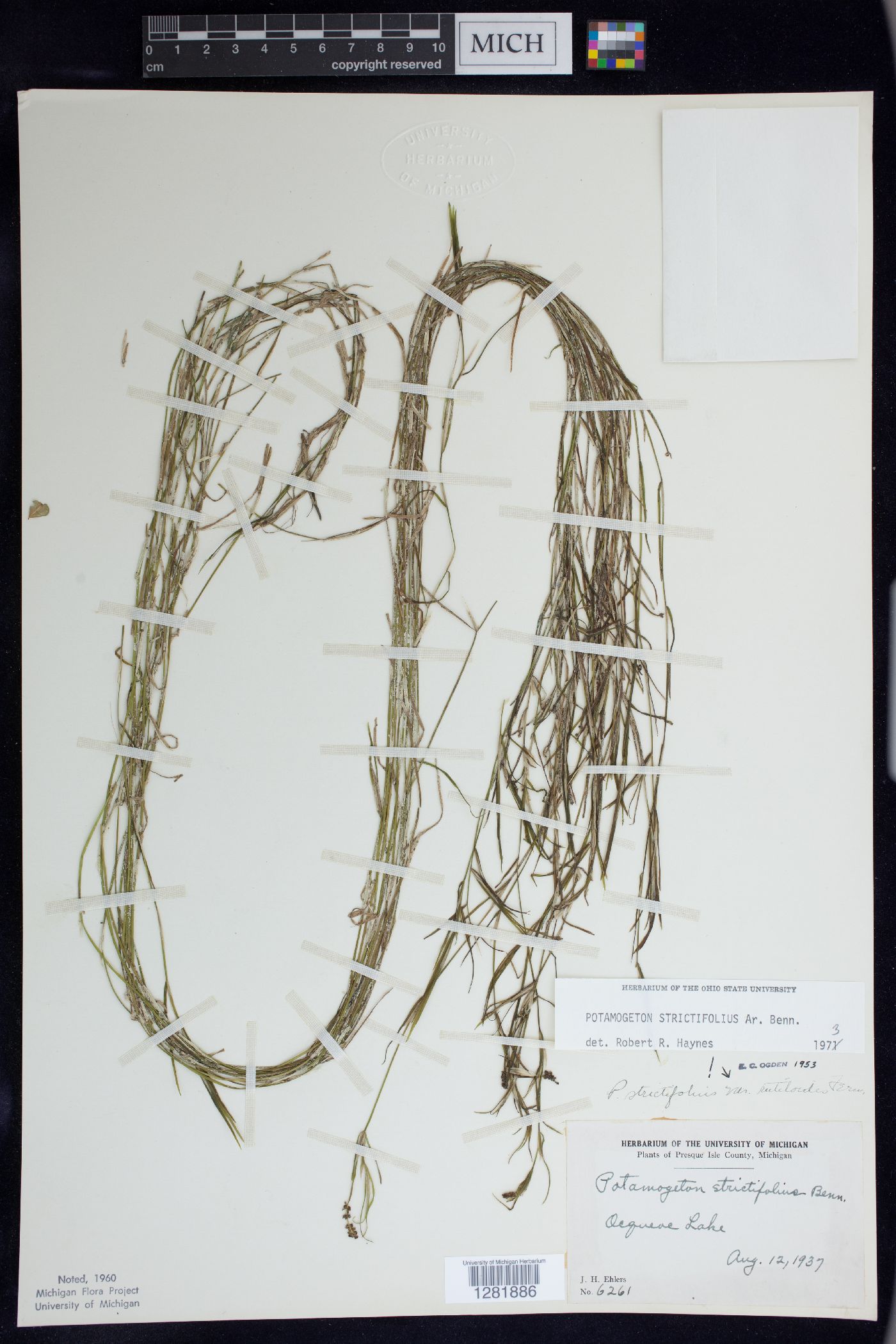 Potamogeton strictifolius image