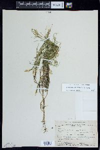 Potamogeton strictifolius image