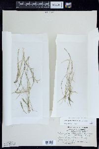 Potamogeton strictifolius var. rutiloides image