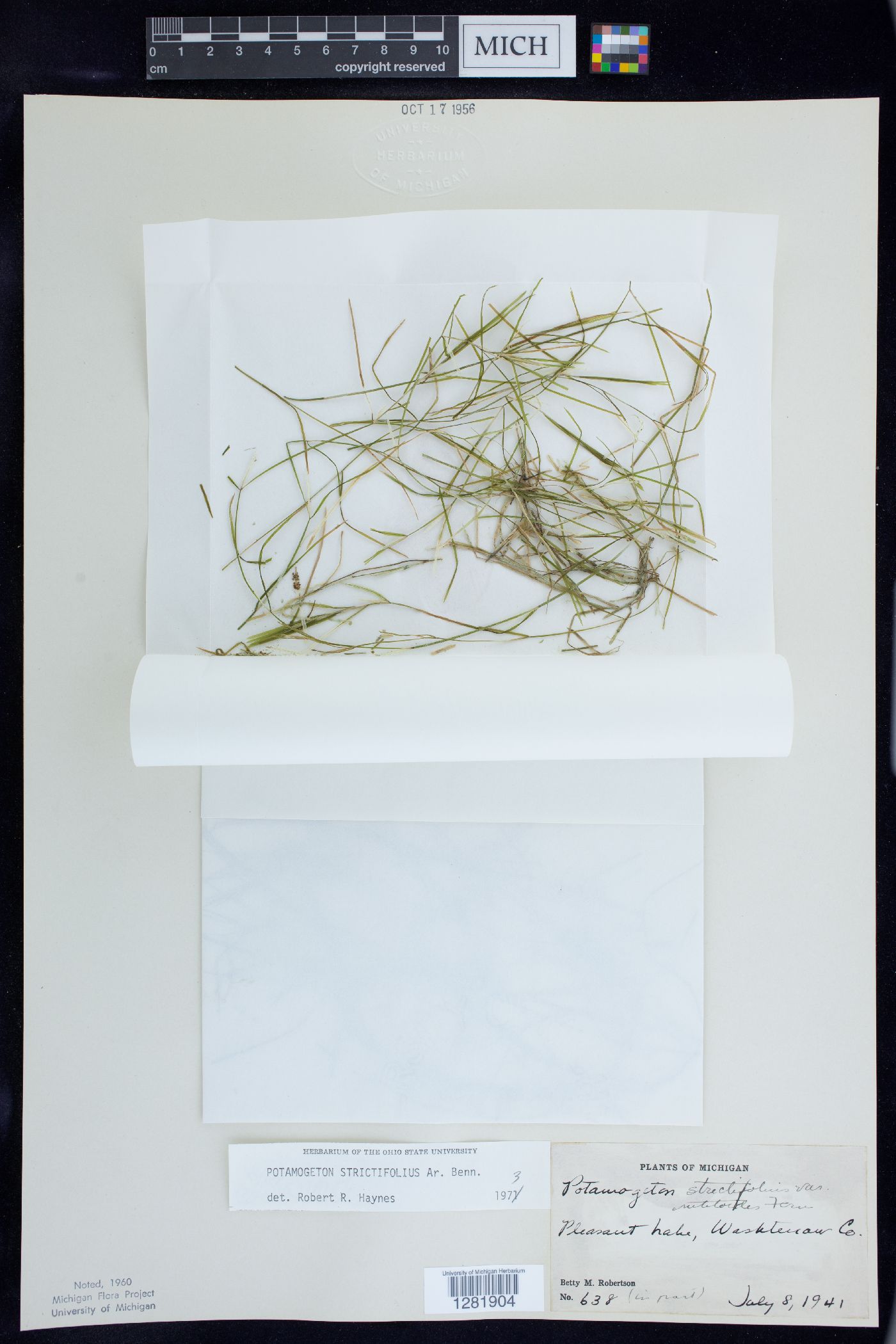 Potamogeton strictifolius image