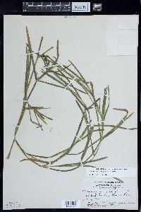 Potamogeton zosteriformis image