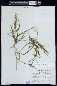 Potamogeton zosteriformis image