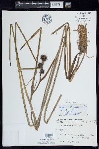 Sparganium angustifolium image