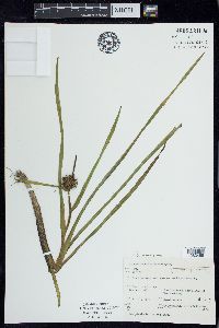 Sparganium angustifolium image