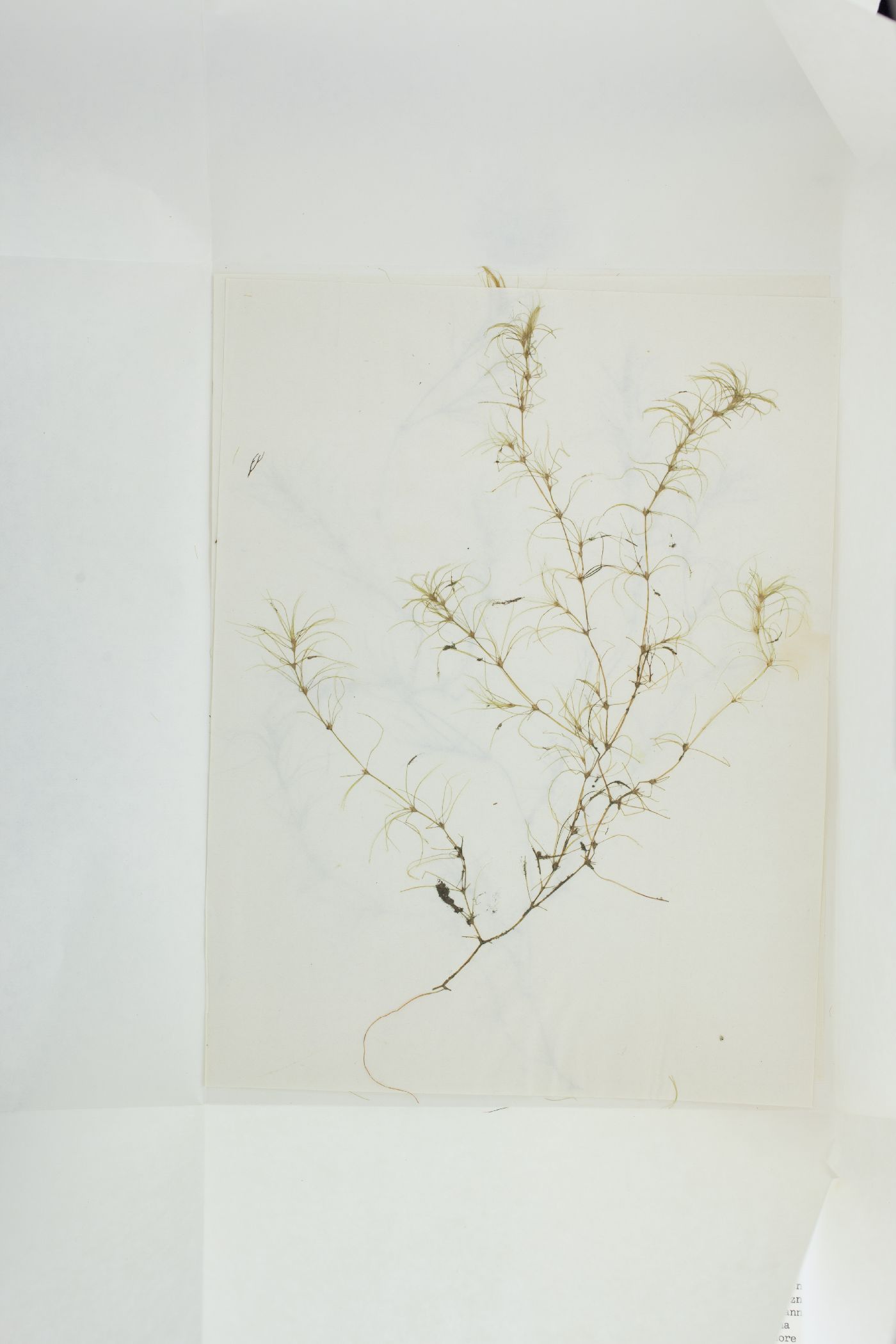 Najas gracillima image