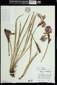 Iris sibirica image