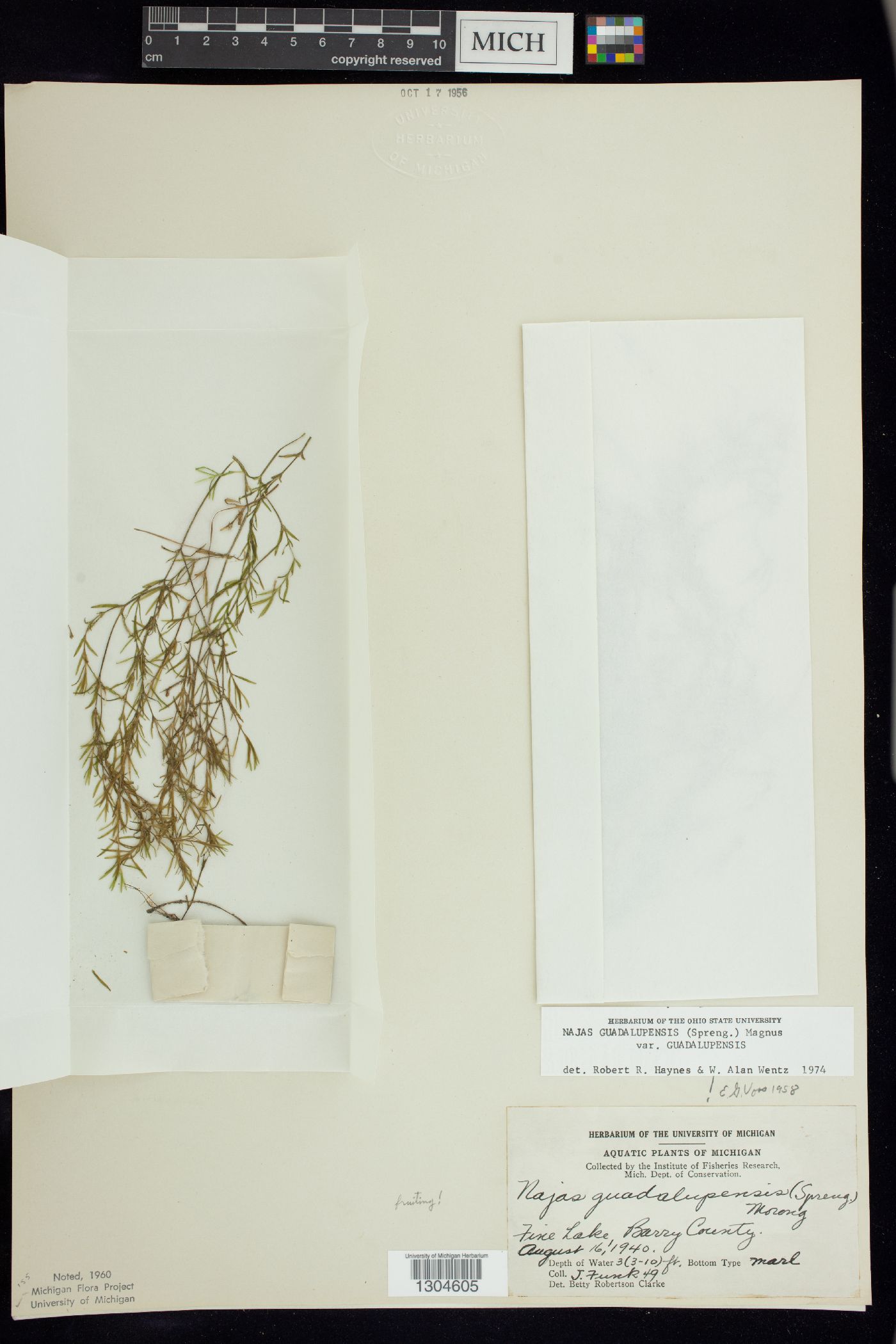 Najas guadalupensis var. guadalupensis image