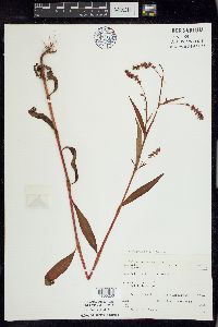 Persicaria careyi image