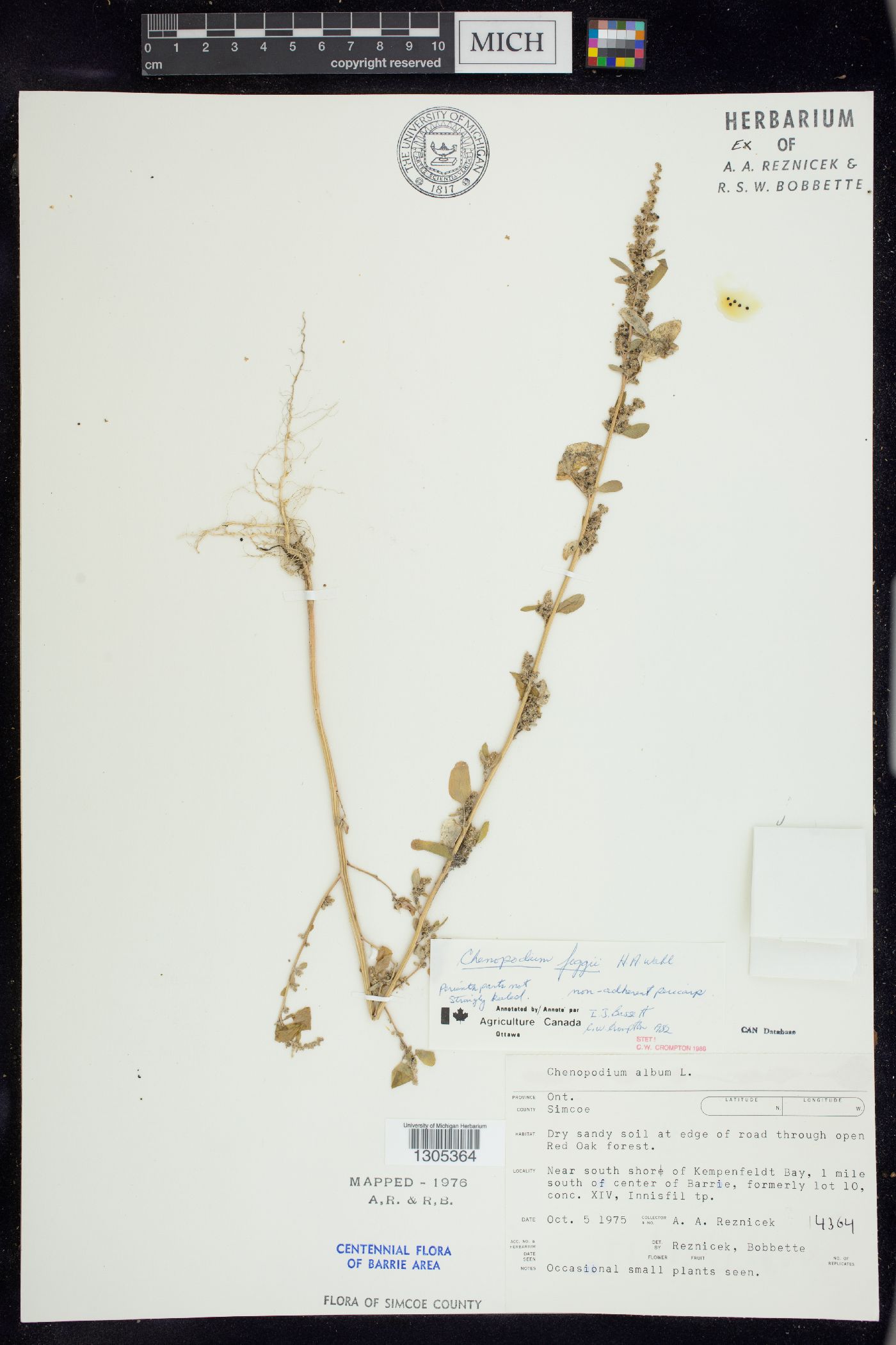 Chenopodium foggii image