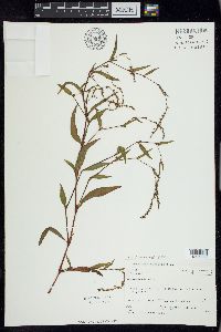 Persicaria hydropiper image