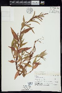 Persicaria hydropiper image