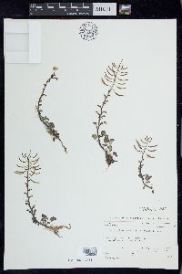 Nasturtium microphyllum image