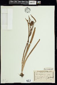 Sparganium americanum image