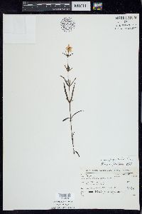 Lysimachia quadriflora image