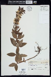 Lysimachia punctata image