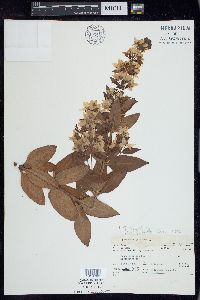 Lysimachia punctata image