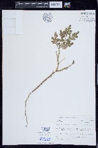 Solanum rostratum image