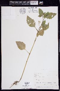 Solanum ptychanthum image