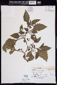 Solanum ptychanthum image