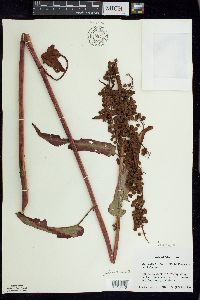 Rumex occidentalis image