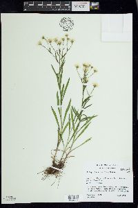 Solidago ptarmicoides image