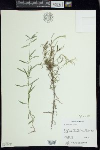 Epilobium leptophyllum image