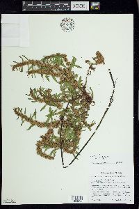 Rumex fueginus image