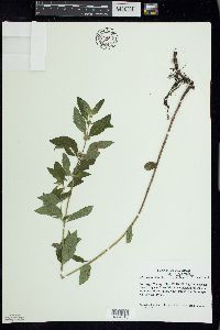 Mentha canadensis image