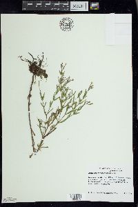 Epilobium strictum image