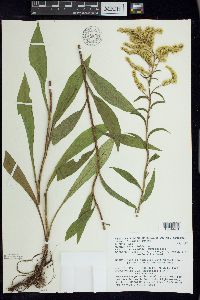 Solidago juncea image