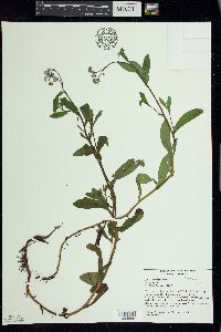 Myosotis scorpioides image