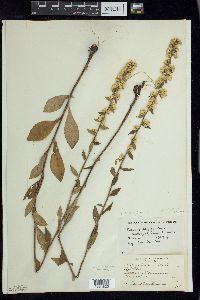 Solidago hispida image