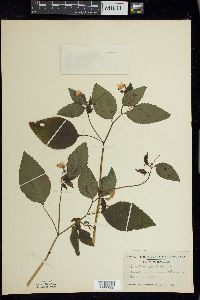 Impatiens pallida image